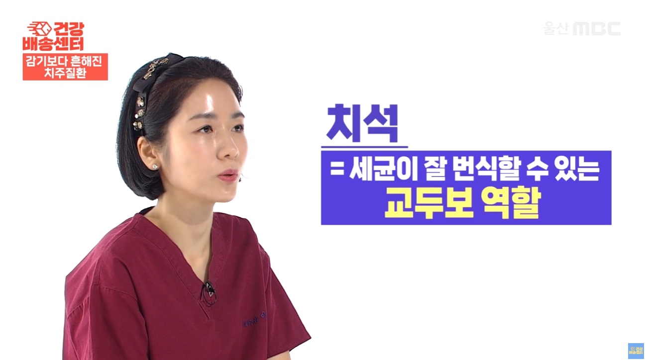 잇몸에서 피가날떄 (34) 치석은 세균이 잘 번식할 수 있는 교두보 역할을 한다는 것을 설명하는 MBC 건강프로그램 치주과 이신화 전문의의 인터뷰 (울산 남구 치과 드림연합치과 대표 원장)