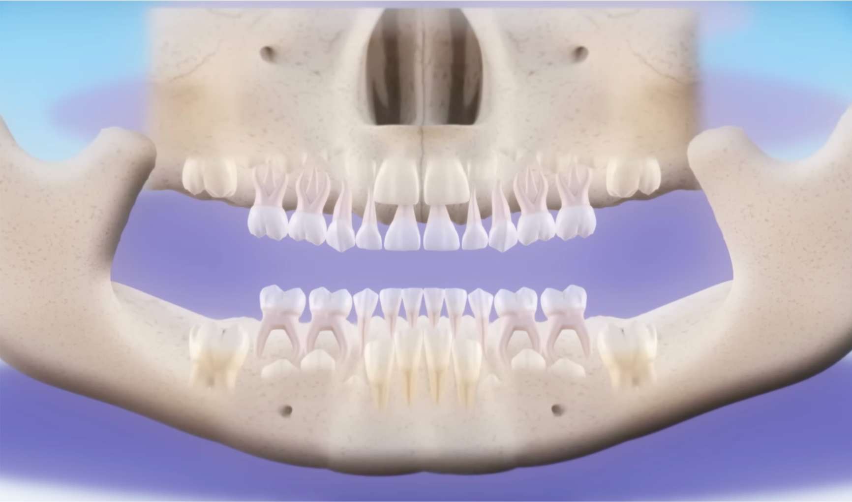 유치관리4 유치 아래에서 자라고 있는 영구치의 맹출 경로를 보여주는 의학 일러스트