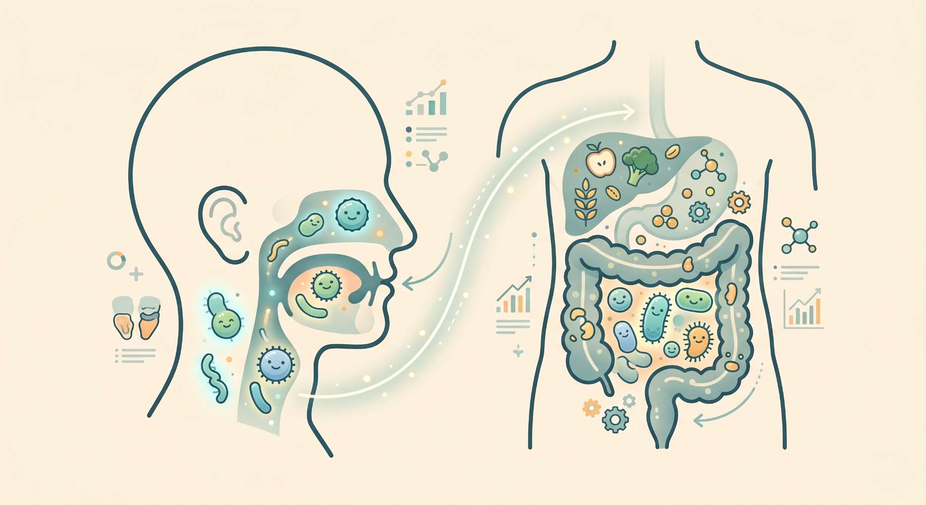 구강 마이크로바이옴과 장내 마이크로바이옴의 연결성을 보여주는 인체 구조 일러스트