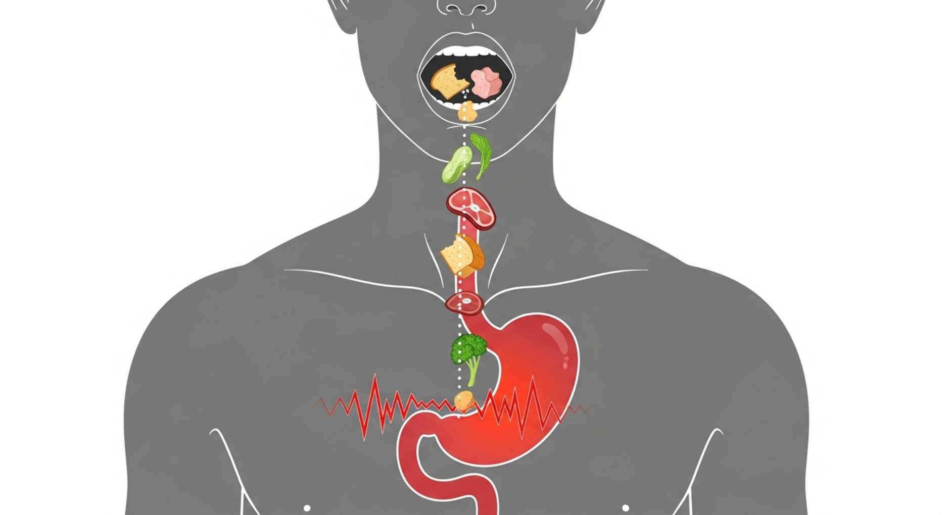 구강에서 위장까지 이어지는 음식물의 흐름을 나타낸 소화 과정 인포그래픽